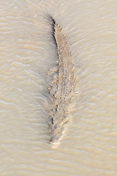 Crocodilo Água — Fotografia de Stock
