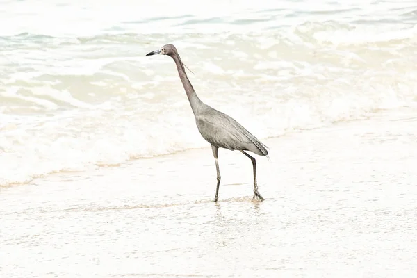 stock image great blue heron on beach