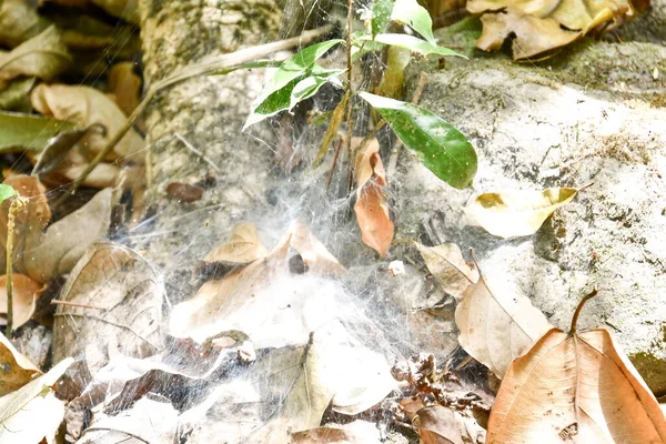 Осенние Листья Земле Фото Качестве Фона Цифровое Изображение — стоковое фото