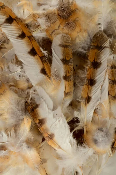 stock image Close-up of feathers  background texture