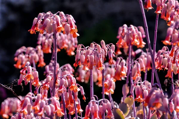 Фотографія Красивих Квітучих Квітів Фон — стокове фото