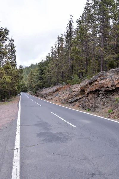 Carretera Bosque Pinos Coníferas Temprano Mañana —  Fotos de Stock