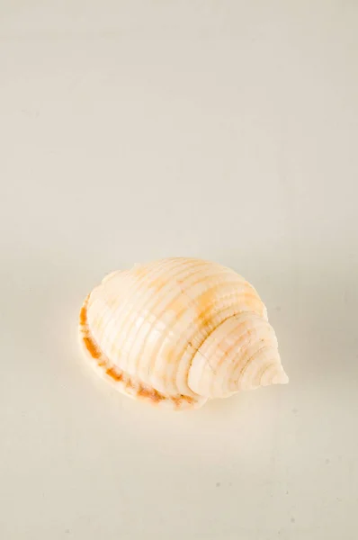 Close Shell White Background — Stock Photo, Image