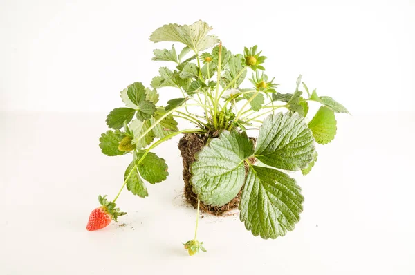 Strawberry plant with roots and soil on white background