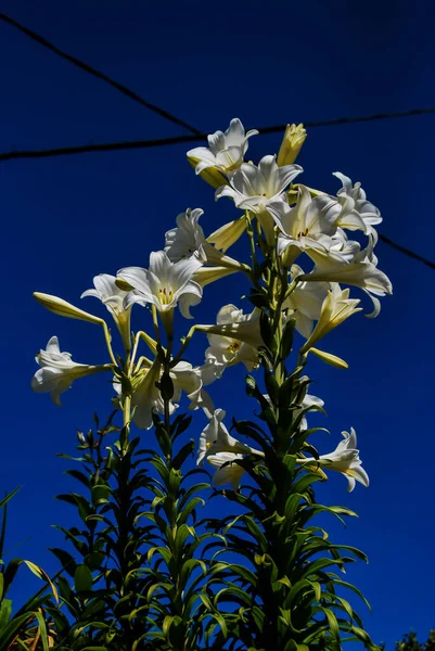 Květiny Modrá Obloha Krásná Fotografie — Stock fotografie