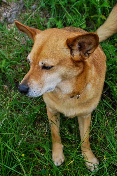 Dog Grass Animal Outdoors — Stock Photo, Image