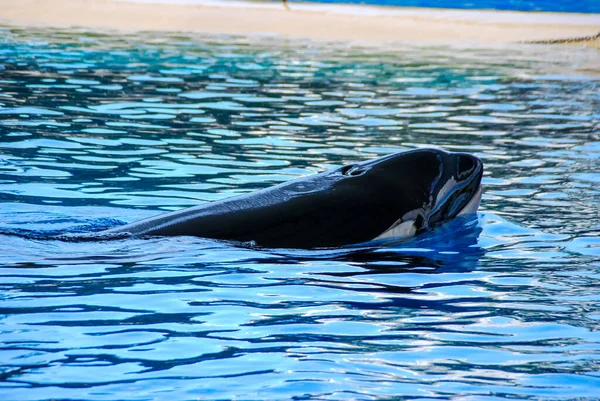 Delfin Błękitnej Wodzie Zwierzę — Zdjęcie stockowe