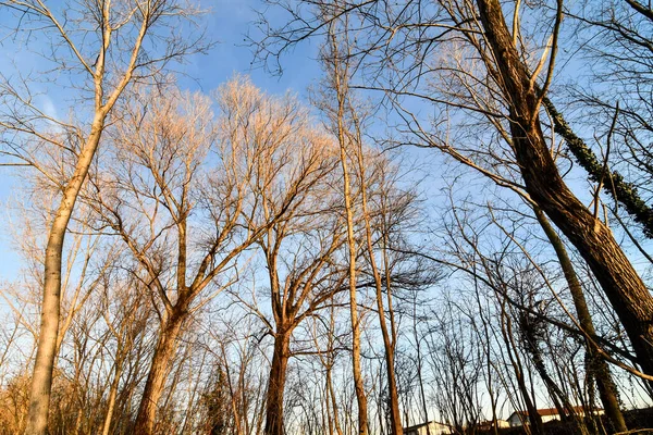 Ağaçlar Gökyüzü Doğanın Arka Planı Olarak Fotoğraf — Stok fotoğraf