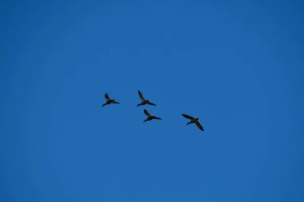 flock of flying birds in flight, animals
