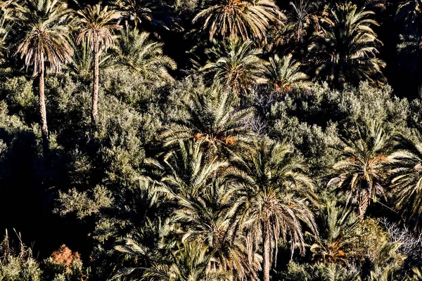 Palm Trees Beautiful Photoof Nature — Stock Photo, Image