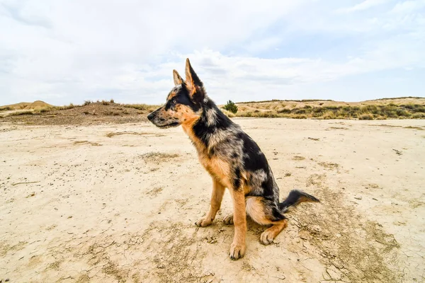 Hund Strand Tier Freien — Stockfoto
