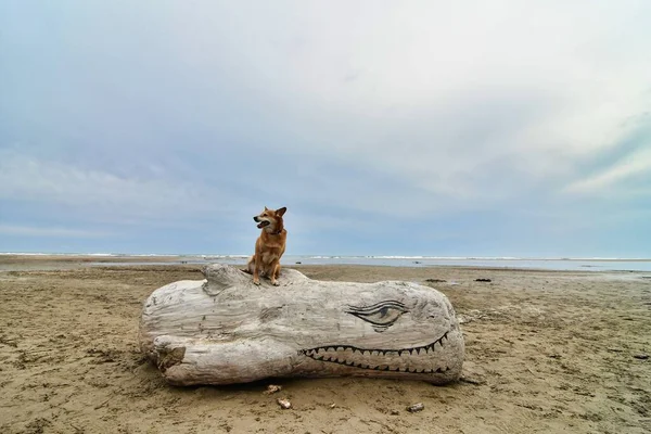 Pies Dryfującym Drewnie Plaży — Zdjęcie stockowe