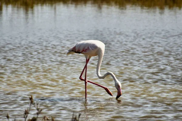 stock image flamingo in zoo, photo 