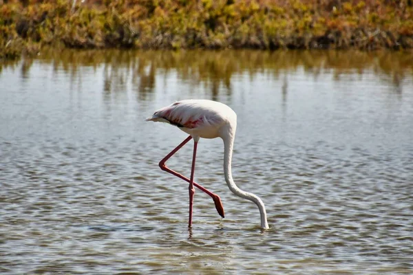 Flamingó Vízben Fotó — Stock Fotó