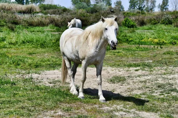馬の肖像写真 — ストック写真