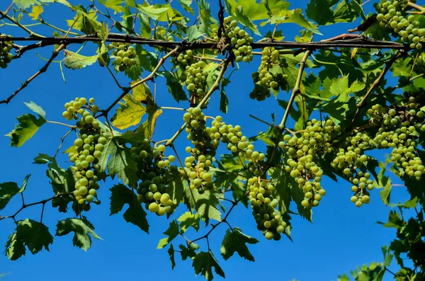 Фотографія Незрілого Винограду Свіжих Зелених Пучків — стокове фото