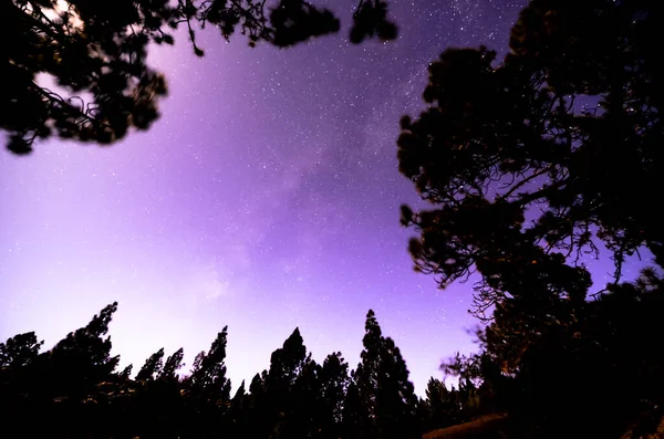 소나무 의나무들 밤하늘에 — 스톡 사진