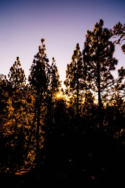 Όμορφη Σκηνή Πρωί Στο Δάσος — Φωτογραφία Αρχείου