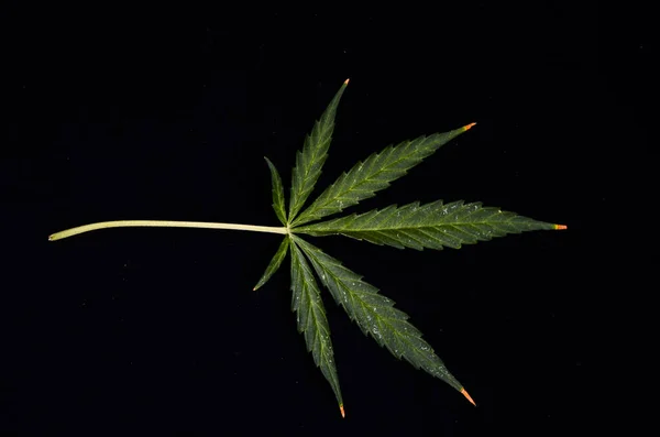 Textura Folha Cannabis Fundo Preto — Fotografia de Stock