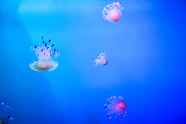 Some Jellyfish Dangerous Poisonous Medusa — Stock Photo, Image