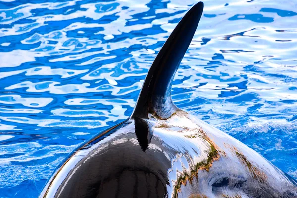 Zdjęcie Wieloryba Zabójcy Ssaka Orca — Zdjęcie stockowe