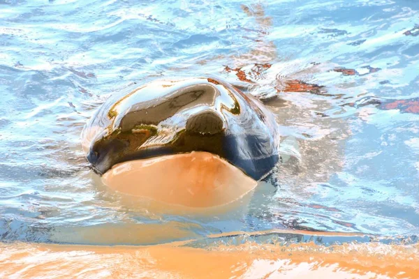 Εικόνα Ενός Θηλαστικού Ψαριού Φάλαινας Δολοφόνος Orca — Φωτογραφία Αρχείου