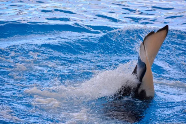 Φωτογραφία Ενός Ψαριού Φάλαινας Φονιάς Θηλαστικών Orca — Φωτογραφία Αρχείου