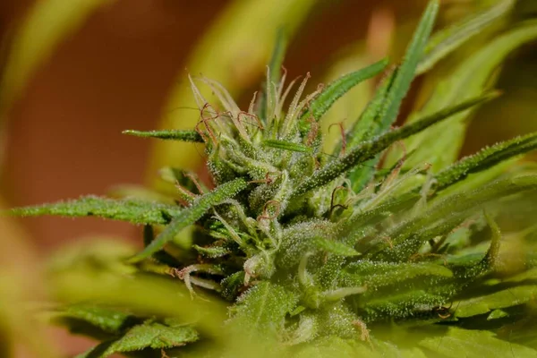 Foto Jovem Verde Cannabis Detalhe Planta Maconha — Fotografia de Stock