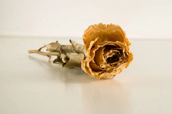 Висушена Троянда Ізольована Білому Тлі — стокове фото