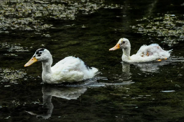 Muscovy Ducks Swimming Black Water Lake — Stock Photo, Image