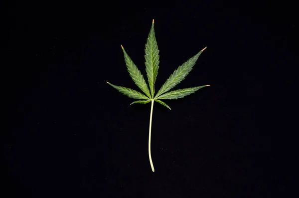 Textura Folha Cannabis Fundo Preto — Fotografia de Stock
