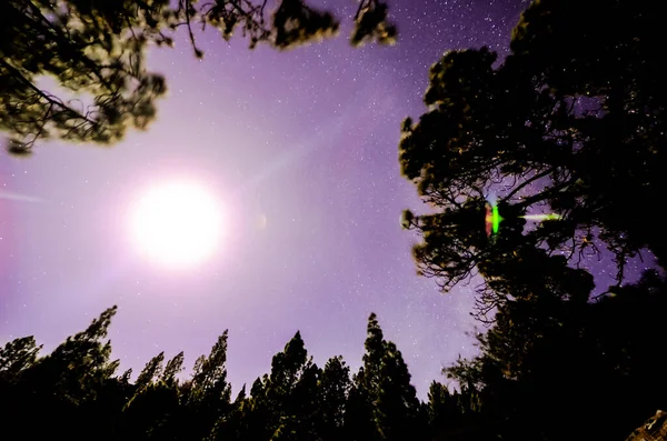 Hvězdy Obloze Noci Nad Stromy — Stock fotografie