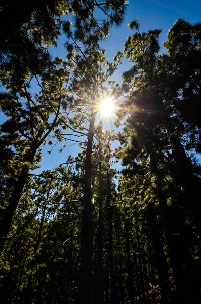 stock image Very High Pine Wood Forest on a Sunny Day