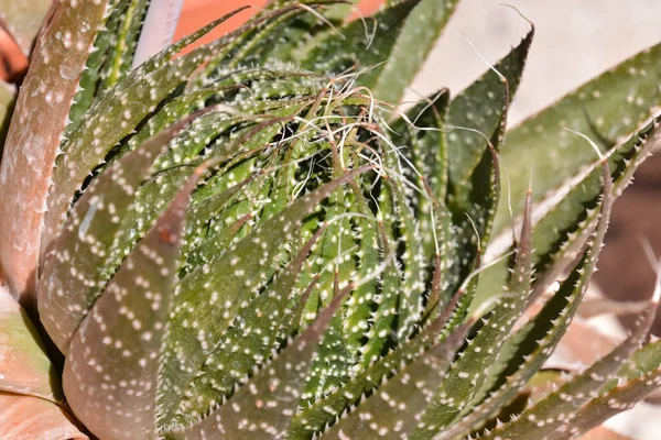 Zdjęcie Tropikalnego Kaktusa — Zdjęcie stockowe