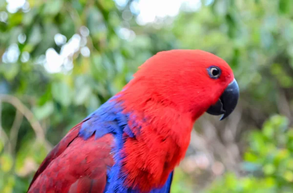 Babası Colroed Olan Tropikal Kuş Papağanı — Stok fotoğraf