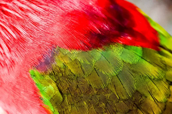 Papagei Tropischer Vogel Mit Farbigen Vätern — Stockfoto