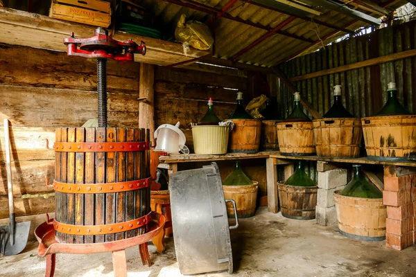 Zbiory Winogron Północnej Części Włoch Czerwone Winogrona Produkcji Wina — Zdjęcie stockowe