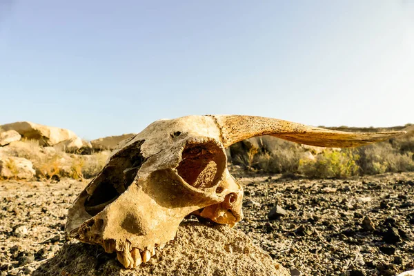 Photo Picture Dry Goat Skull Bone Desert Skull Skull — 스톡 사진