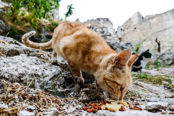 Αδέσποτη Γάτα Στο Βάθος Του Δρόμου Του Πεδίου Και Επιλεγμένη — Φωτογραφία Αρχείου