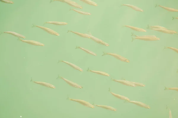 Many Fishes Water — Stock Photo, Image
