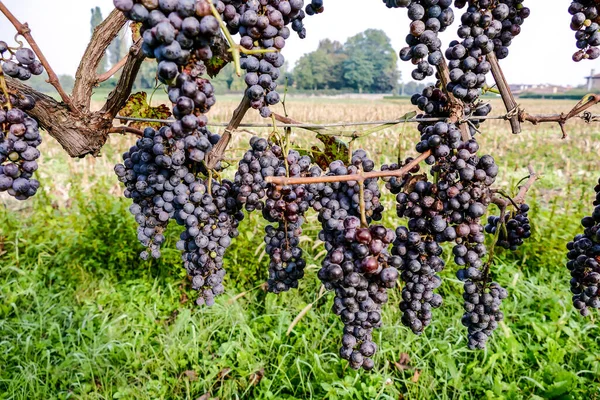 Урожай Винограда Северной Италии — стоковое фото