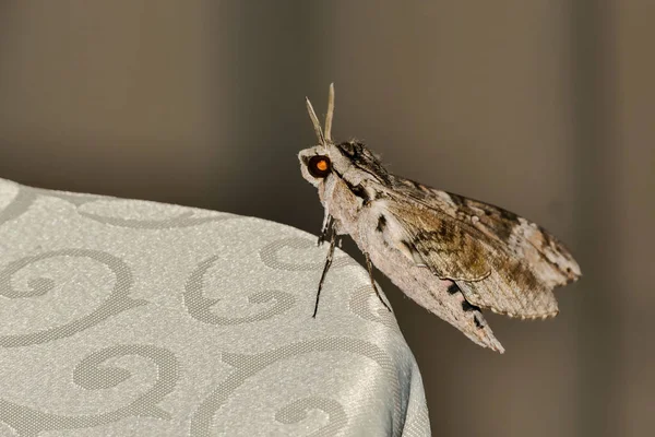 Прекрасний Метелик Шовкового Метелика Який Називається Cecropia Moth — стокове фото