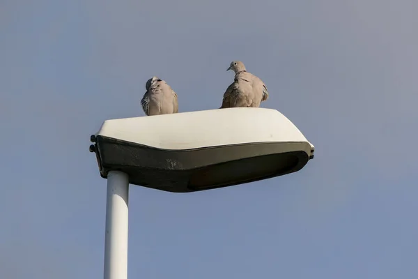 Photo Picture Two Pigeons Street Light — Stock Photo, Image
