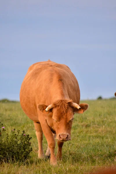 Photo Picture Curious Adult Female French Brown Cow Meadow — Stock Photo, Image