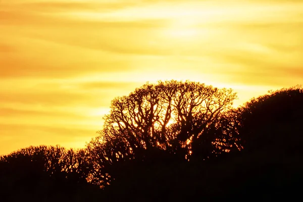 Die Sonne Geht Den Bäumen Unter — Stockfoto