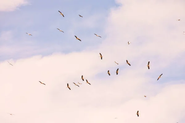 Photo Picture Flock White Storks Blue Sky — Stock Photo, Image
