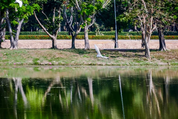 stock image lake in the park