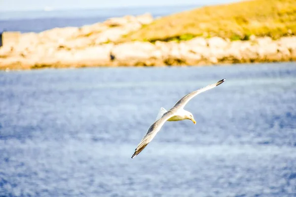 Seagull Flight Nature — Stock Photo, Image