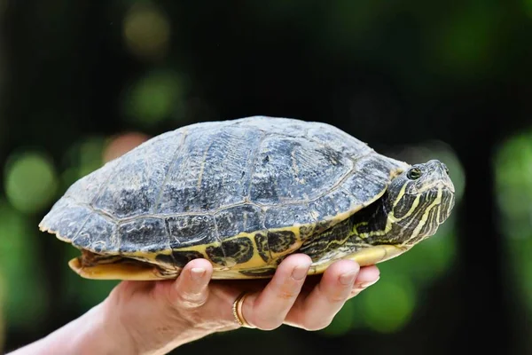 stock image hand with Red Eared Terrapin Trachemys Scripta Elegans Tortoise