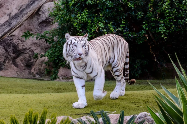 Fotografie Vzácného Bílého Pruhovaného Divokého Tygra — Stock fotografie